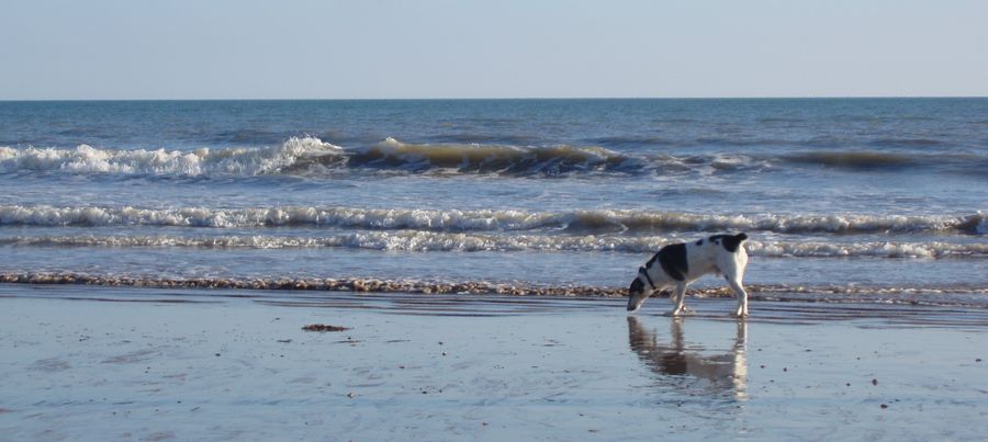 Hund Marki am Meer am Hundestrand