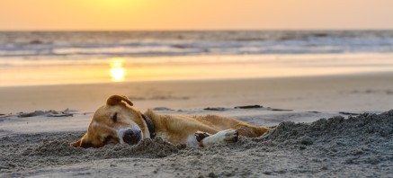 schlafender hund strand sunset