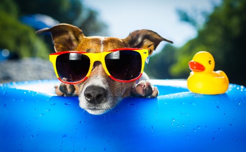Hund am Pool mit Brille