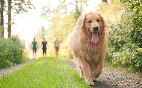 Hunde-Besitzer wandern im Sauerland