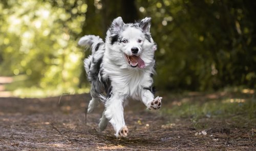 Hund rennt im Thüringer Wald