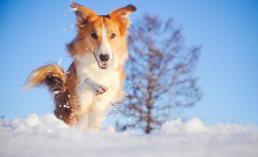 Hund springt im Winter durch Schnee