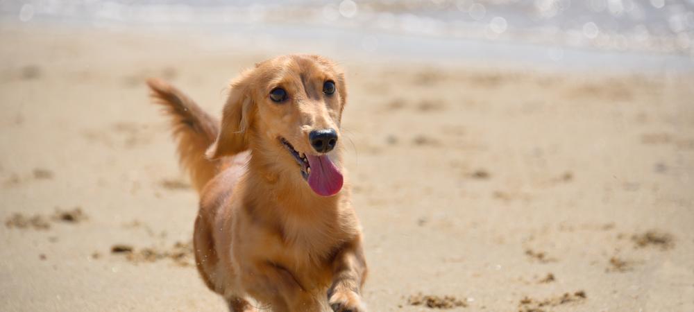 Dackel-Hund am Meer 