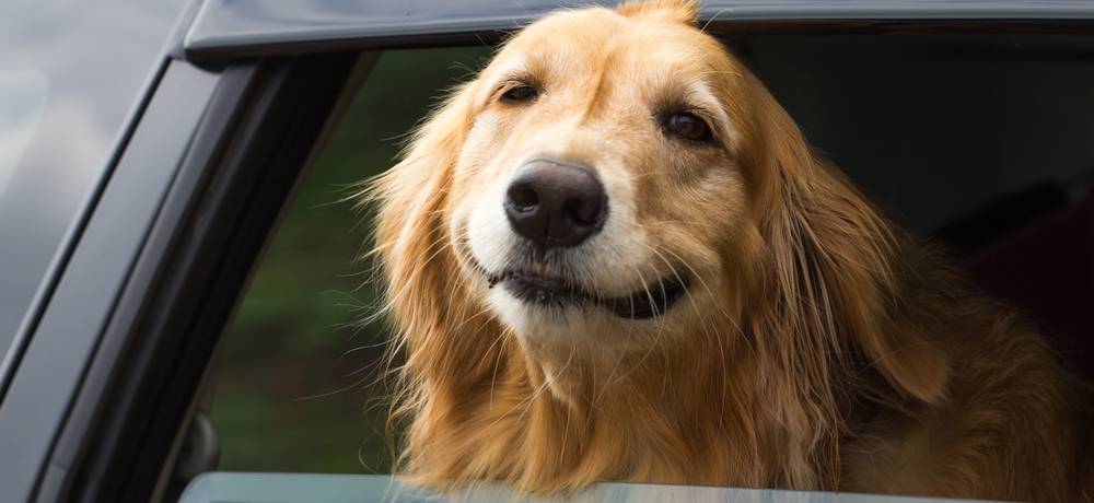 Golden Retriever Hund im Auto