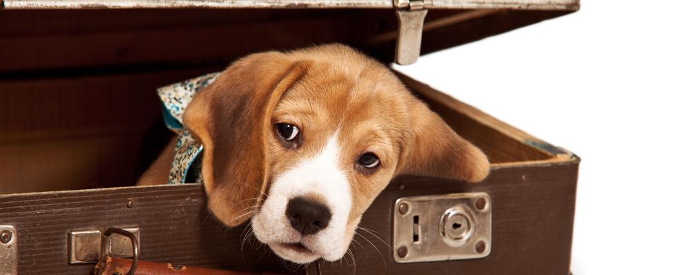 Hund im Koffer: Bereit für den Kurzurlaub