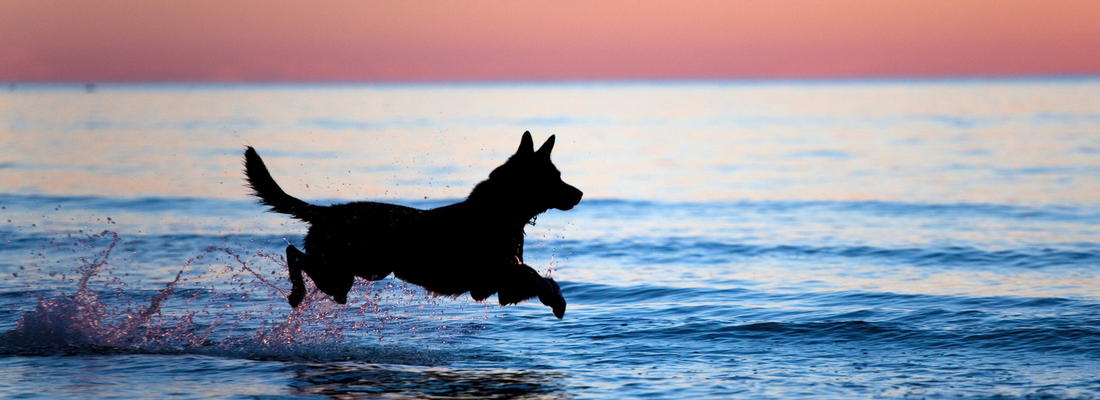Hund springt am Hundestrand bei Sonnenuntergang