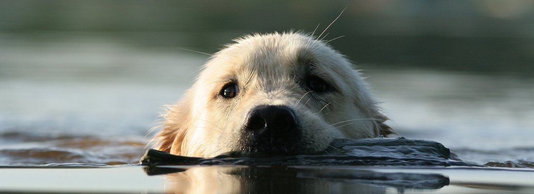 Hund schwimmt mit Stock im See
