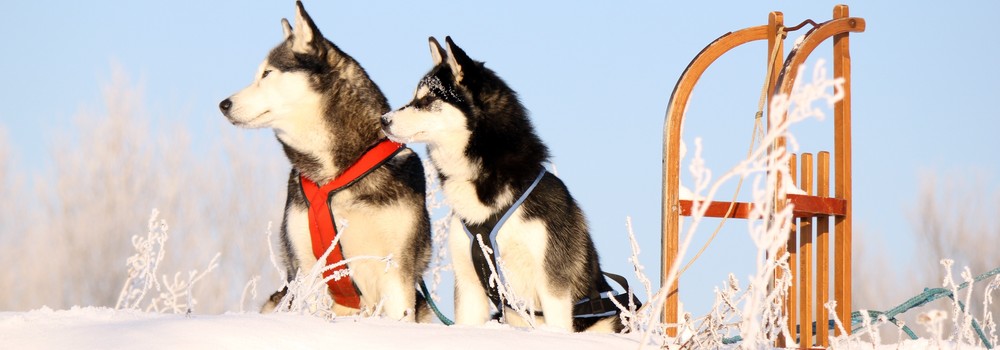 2 Hunde warten im Schnee