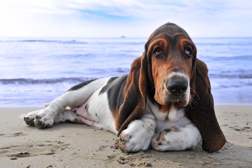 Basset Hund liegt am Strand