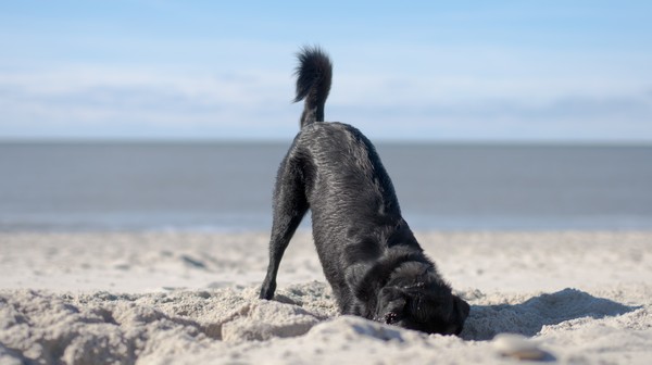 Schwarzer Hund buddelt am Strand
