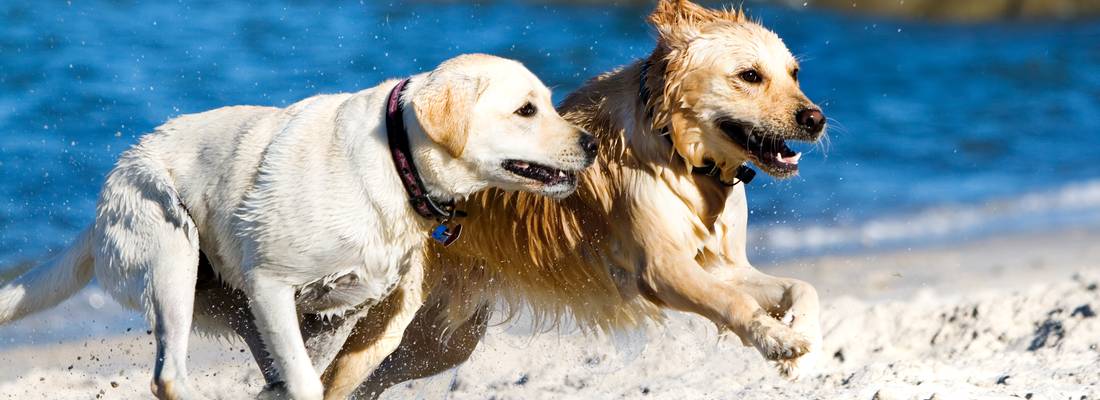 Golden Retriever + Labrador-Hund am Hundestrand