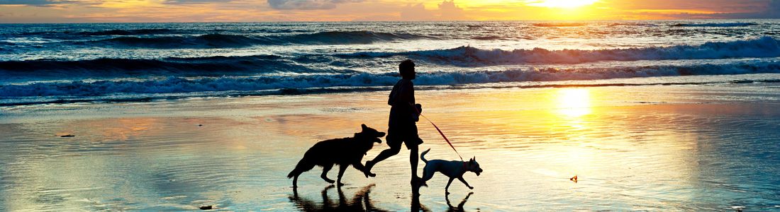 Joggen mit Hunden am Strand - jo/Fotolia #52800591