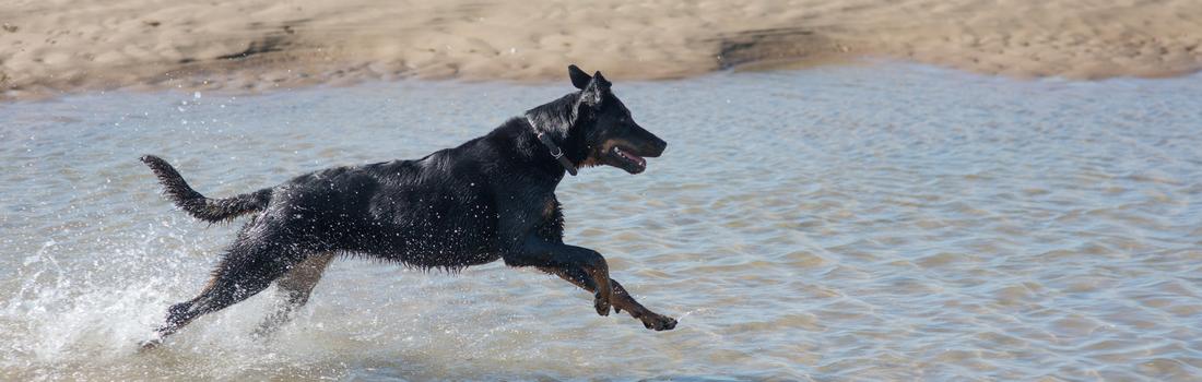 Schwarzer Hund rennt am Meer