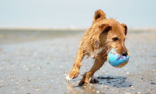 Terrier Hund spielt am Strand
