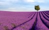 Provence-Felder - Frankreich