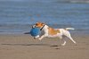 hund mit frisbee am strand