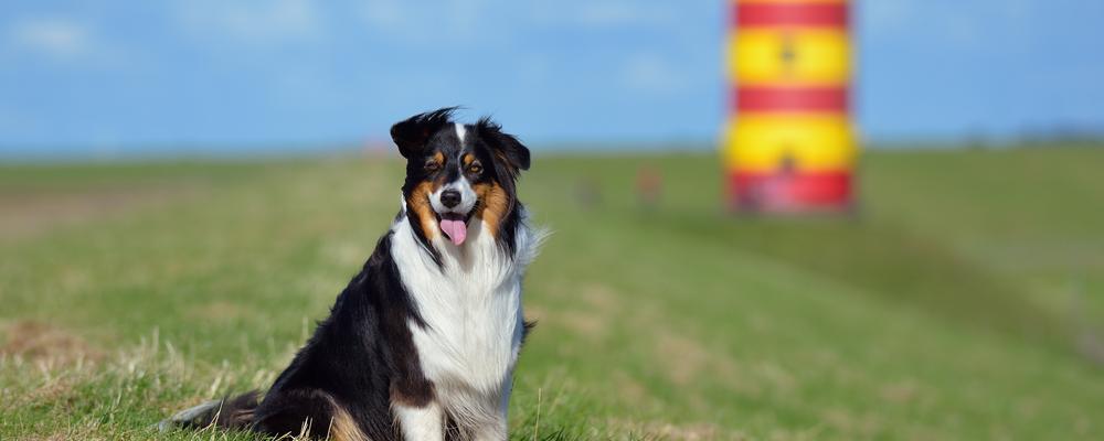Hund am Nordsee-Leuchtturm