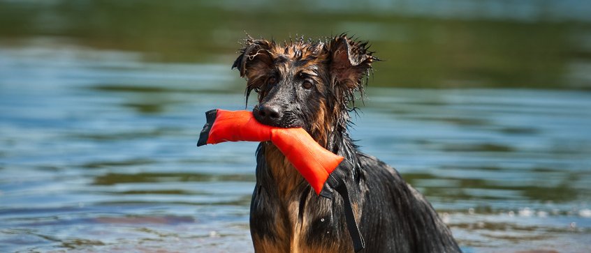 Hund mit Spielzeug im See