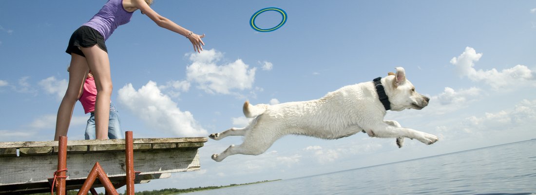 Frisbee-Spiel mit Hund am See