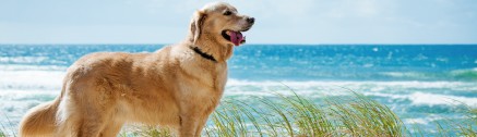 golden retriever hund am strand