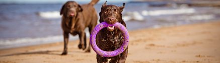 Hunde spielen in Holland am Strand