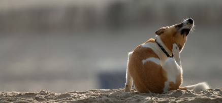 Hund kratzt sich am Strand