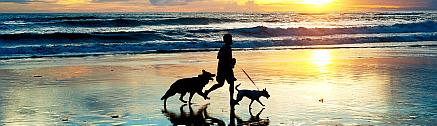 Urlauber mit Hunden joggt am Strand