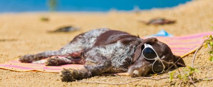 Hund  mit Sonnenbrille an Strand